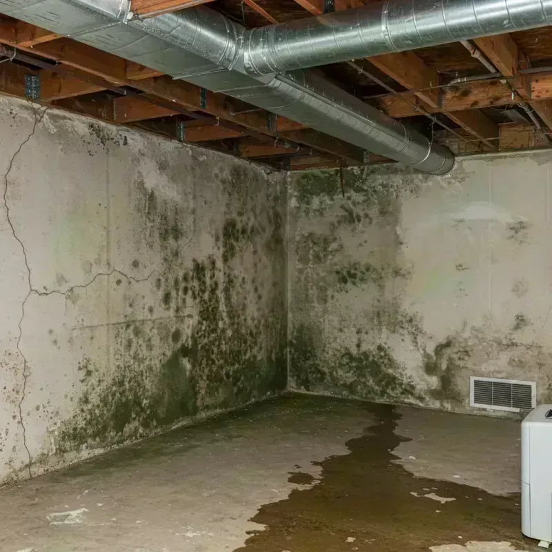 Professional Mold Removal in Kersey, CO